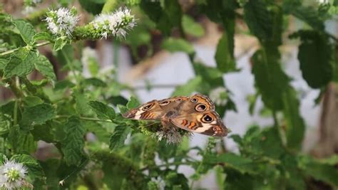 "Common Buckeye Butterfly" Images – Browse 68 Stock Photos, Vectors ...