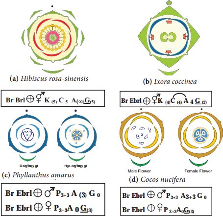 Construction of Floral Diagram and Floral Formula – NCERT MCQ