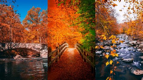 Photos of Fall Colors in Rock Creek Park (DC Foliage Guide)