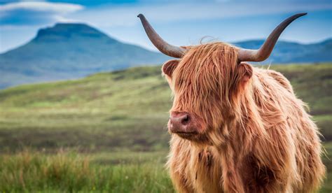 Highland Cows | The Fluffy Cow Breed - Farmhouse Guide