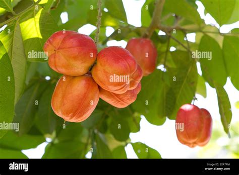 Ackee fruit hi-res stock photography and images - Alamy