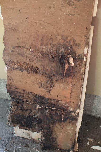 Moldy Drywall | Flickr - Photo Sharing!