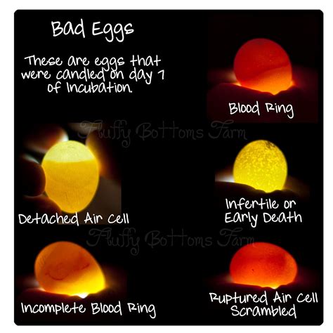 Incubating and Hatching Eggs There are so many questions that newbies ...