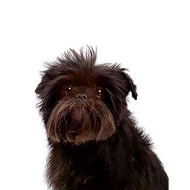 Affenpinscher - Petland Dunwoody