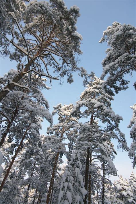 Evergreen trees in winter stock photo. Image of frozen - 12454368