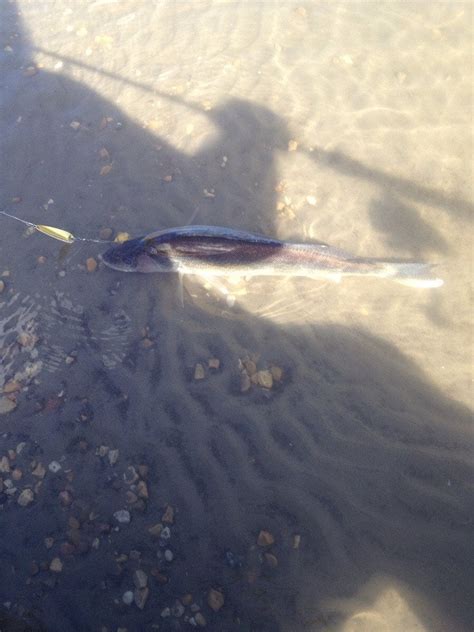 Sauger I caught in the North Saskatchewan River, by Laurier park boat ...