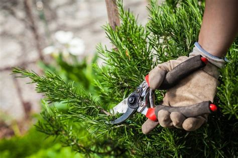 How To Prune Rosemary For An Endless Supply Of Fresh Herbs | Gardening Know How