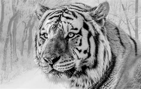 Siberian White Tiger 4k Wallpapers - Wallpaper Cave