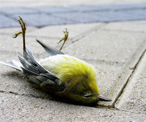 Dead Bird Meanings: Understanding Symbolism and Superstitions