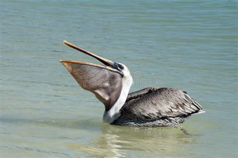 Brown Pelican Eating Fish in the Bay Stock Image - Image of park, fish: 217658907