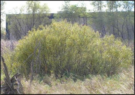 All Products: Sandbar Willow - 10 shrub bundle