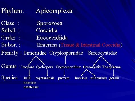 Apicomplexa structure Phylum Apicomplexa Class Sporozoea Subcl Coccidia