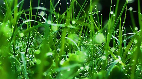 Grass, Dew, Drops, Green, Freshness, High, Definition, - Dew Drops Green Grass (#23758) - HD ...