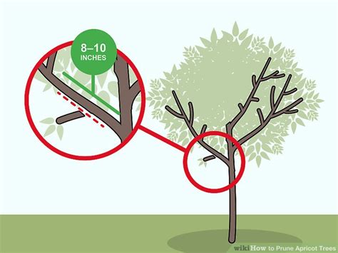 How to Prune Apricot Trees (with Pictures) - wikiHow