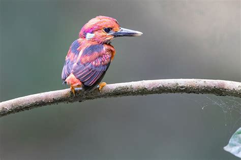 Ultra-Rare Dwarf Kingfisher Fledgling Bird Photographed For The Very First Time