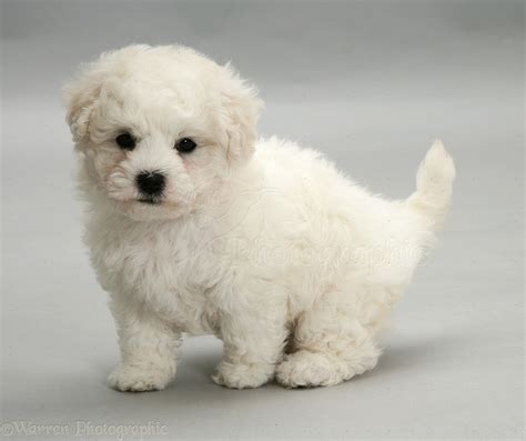 Dog: Cute Bichon Frise puppy on grey background photo WP11717