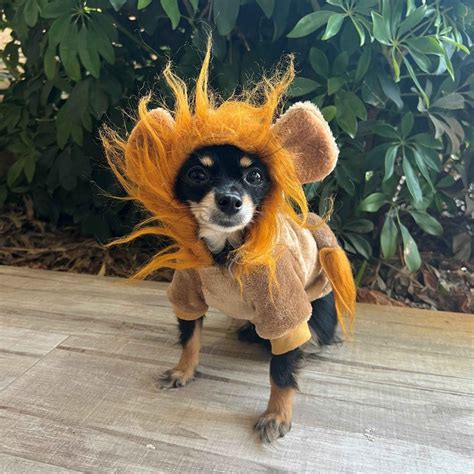 Cat Lion Mane Costume - Etsy