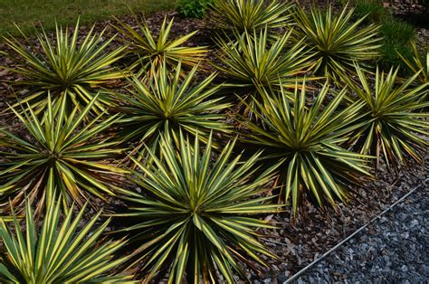 Yucca Color Guard 1gal - Cofer's Home & Garden