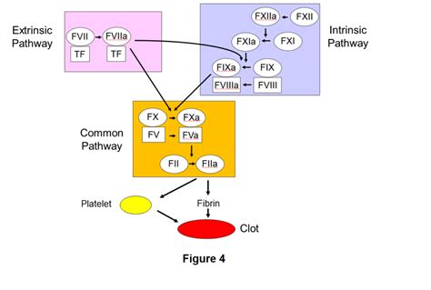 Simple Coagulation Cascade