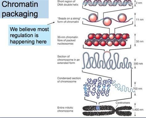 Lecture 5 (chromatin) Flashcards | Quizlet