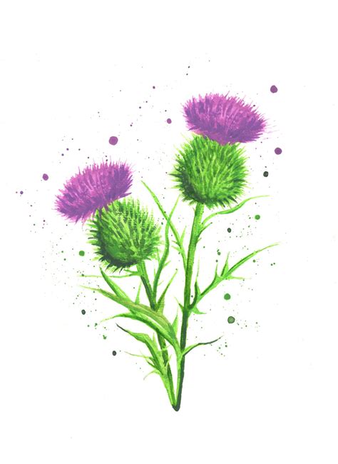 Thistle print thistle art scottish thistle thistle | Etsy