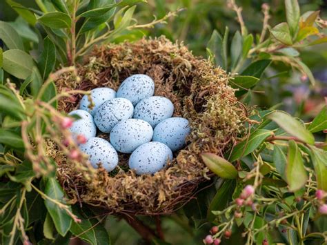 Blue Jay Bird Facts (Cyanocitta cristata)