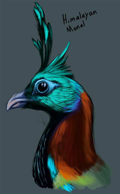 Himalayan Monal by Chase-Face on DeviantArt