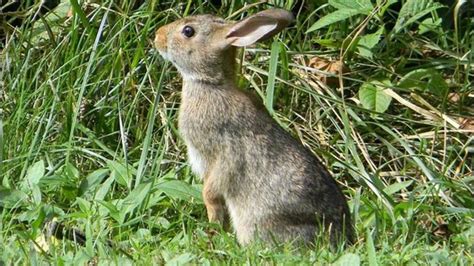 Kids and pets touching wild rabbits can be deadly