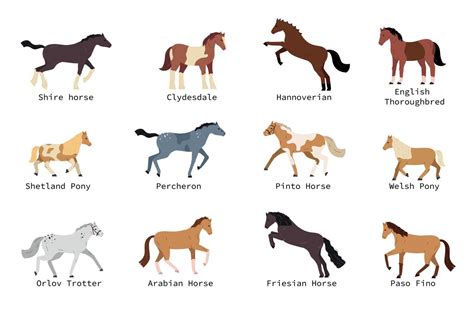 Horse Breeds Set 19774384 Vector Art at Vecteezy