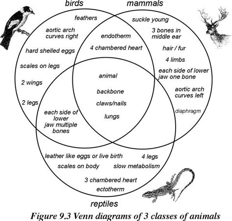 Venn Diagrams - Mrs. Johnson-Downtown Magnets High School