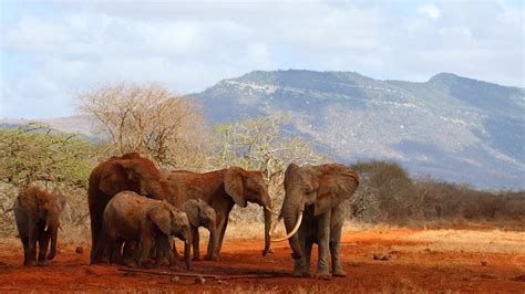 Wildlife Friendly Enterprise Network » Blog Archive » African Elephant