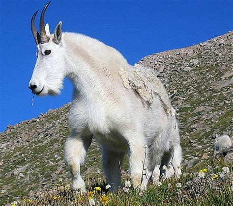 Wildlife Profile / Rocky Mountain Goat | Nevada Trivia