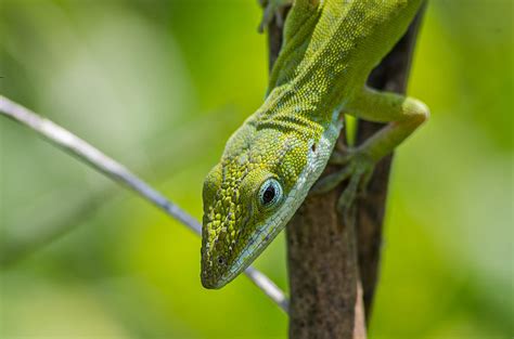 Green Lizard #11 Photograph by Willard Killough III - Pixels