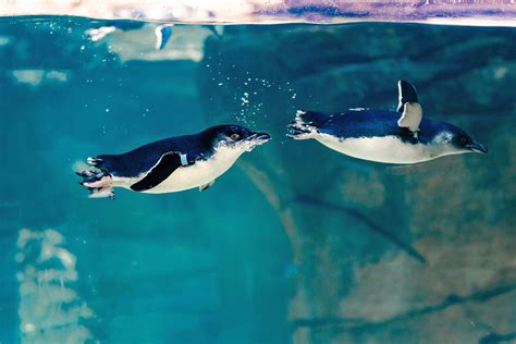 Beyster Family Little Blue Penguins | Birch Aquarium at Scripps