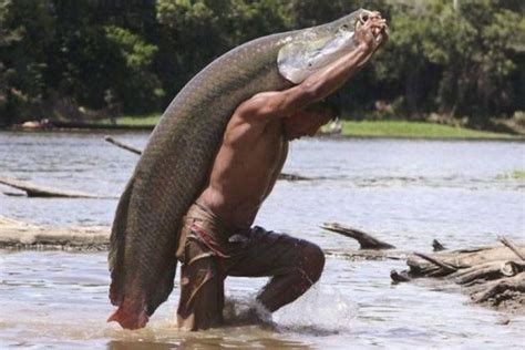 Largest freshwater fish in the world - moliprofessor