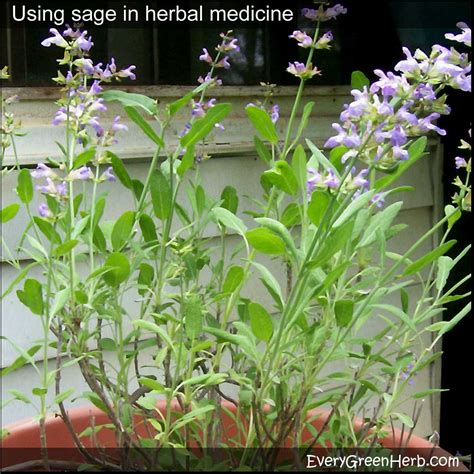 Common sage and clary sage -- both are used in herbal medicine