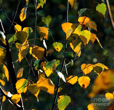 Birch tree leaves in autumn colors Photograph by Kerstin Ivarsson