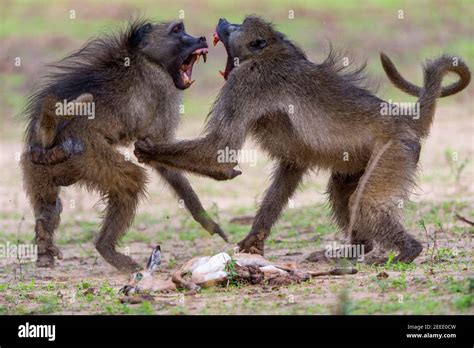 Baboon killing impala hi-res stock photography and images - Alamy