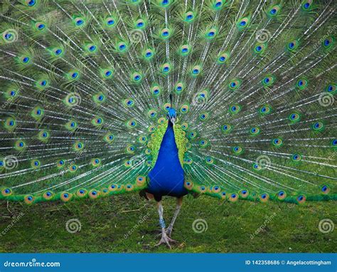 Male Peacock Displaying Its Tail Feathers in Spring Stock Photo - Image of male, display: 142358686