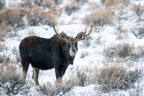 Yellowstone: Winter Wildlife Photography — Experience Wildlife