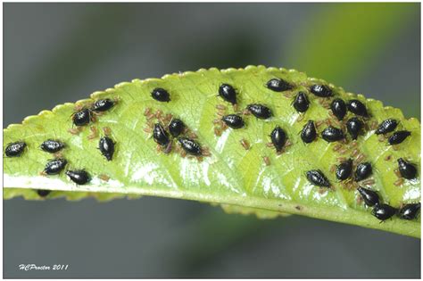 Small black flies in house plants, how to get rid of bed bugs bites on ...