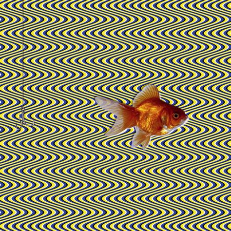 3D Fish Optical Illusion