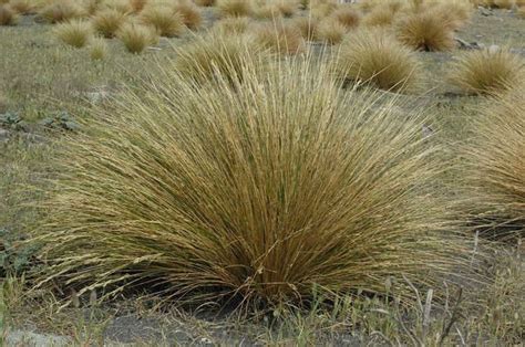 Tussock grass - Definition of Tussock grass