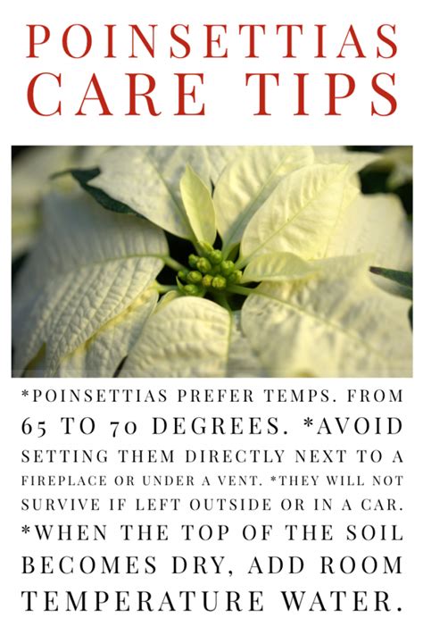 Poinsettia Care Tips - Johnson Brothers