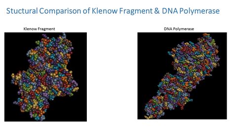 Bio-Resource: Klenow Fragment - Sturctural Analysis, Comaprison and ...