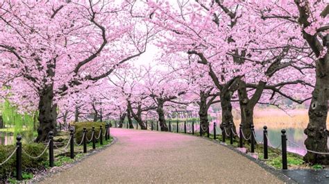 Cherry Blossom Festival in Japan: 10 Best Spots | Bookmundi