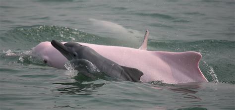 Chinese White Dolphins Close to Extinction in Hong Kong WWF urges ...