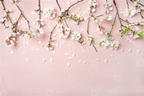 Spring almond blossom flowers and petals over light pink background stock photo (167449 ...