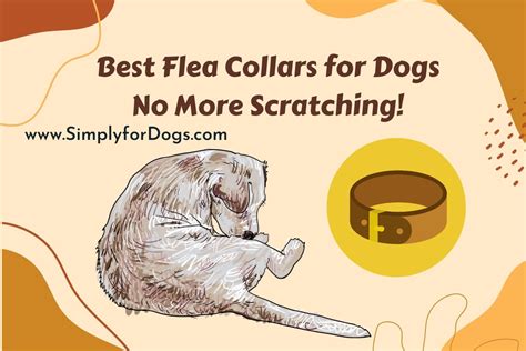 Best Flea Collars for Dogs: No More Scratching! - (You Must Try)