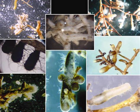Some mycorrhizal types. | Download Scientific Diagram